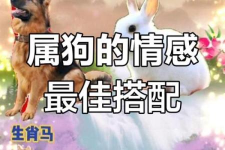 生肖属兔和属狗的合不合 相合配对指数