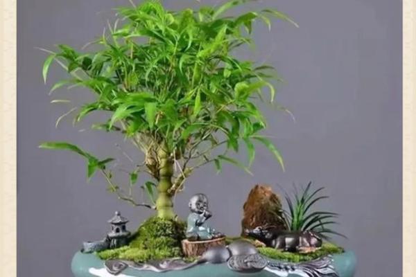 竹竿的风水 竹竿的风水