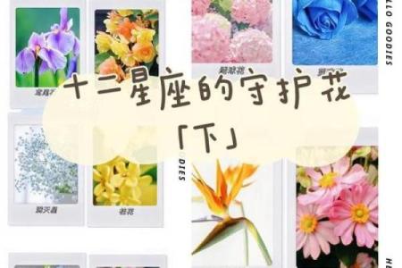 每个星座适合是么花