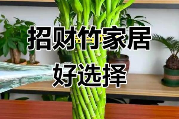 家庭风水家里种黄金竹好吗招财聚宝 家庭风水家里种黄金竹好吗招财聚宝