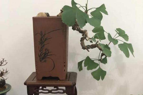 银杏树种在什么方位比较好 银杏树种在什么方位比较好