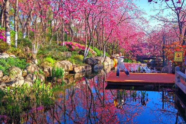 樱花与风水的魅力