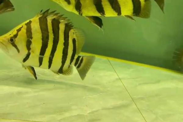 虎与最佳配鱼是什么  虎的最佳配对是什么 虎与最佳配鱼是什么  虎的最佳配对是什么