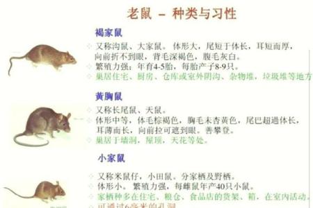 肖鼠者不同血型有哪些优势