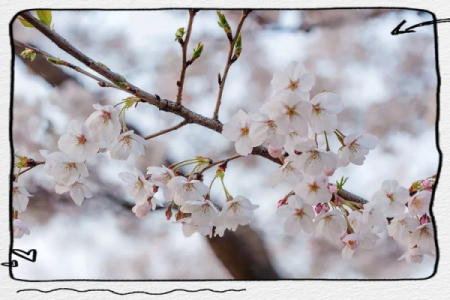 樱花与风水的魅力