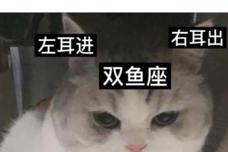 狮子座双鱼配对合适吗