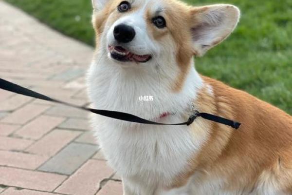 狗狗外八字 狗狗外八字