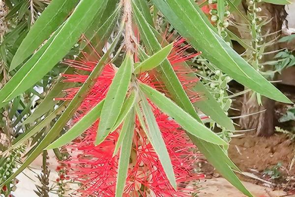 红干层树风水 红干层树风水