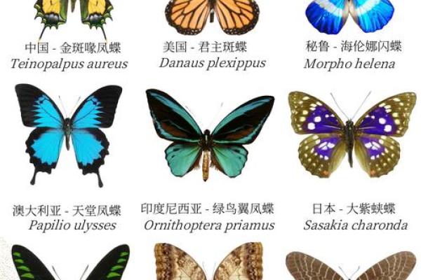 十二星座的守护蝴蝶 十二星座的守护蝴蝶