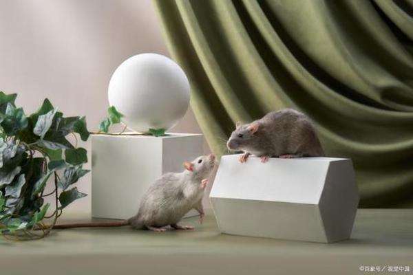 血型教你应对野蛮婆婆 血型教你应对野蛮婆婆