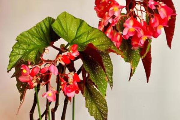 海棠花风水_家里养海棠花好吗 海棠花风水_家里养海棠花好吗