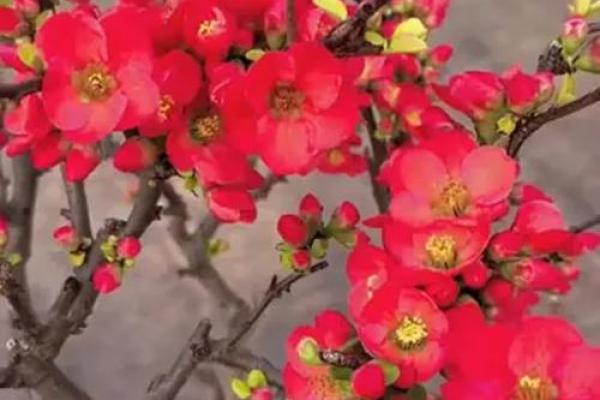 海棠花风水_家里养海棠花好吗 海棠花风水_家里养海棠花好吗