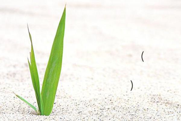 吕祖灵签抽签解签11 吕祖灵签抽签解签11