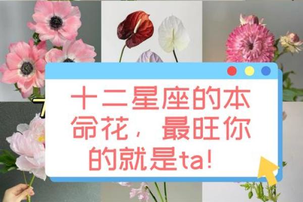 十二星座的专属花都有哪些呢 十二星座的专属花都有哪些呢