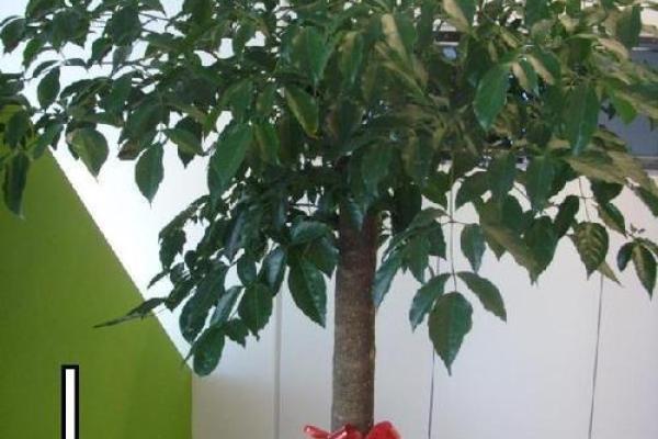 房子墙边长树风水好吗 房子墙边长树风水好吗