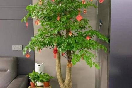 房子墙边长树风水好吗