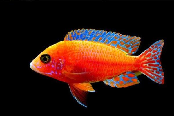 梦见把鱼送给算命先生吃 梦见把鱼送给算命先生吃