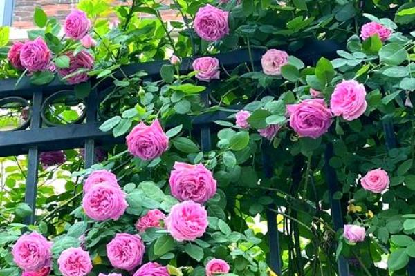 种满月季的房子风水好吗