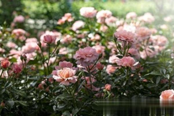 种满月季的房子风水好吗