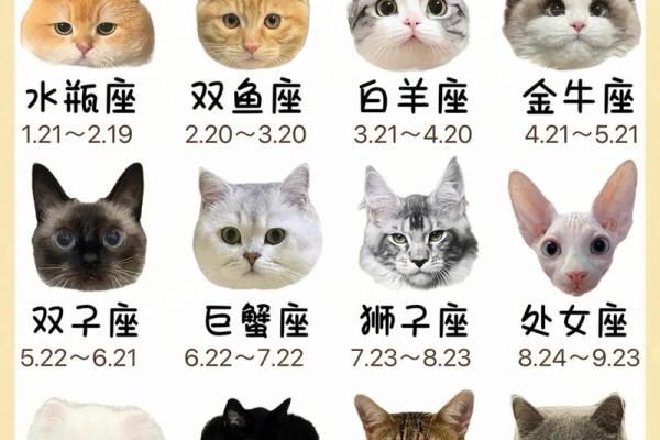 十二星座双子适合养猫狗嘛 十二星座双子适合养猫狗嘛