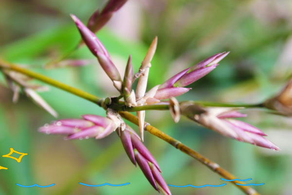 风水竹子开花意味着有灾祸发生吗 风水竹子开花意味着有灾祸发生吗