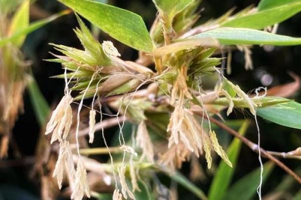 风水竹子开花意味着有灾祸发生吗 风水竹子开花意味着有灾祸发生吗
