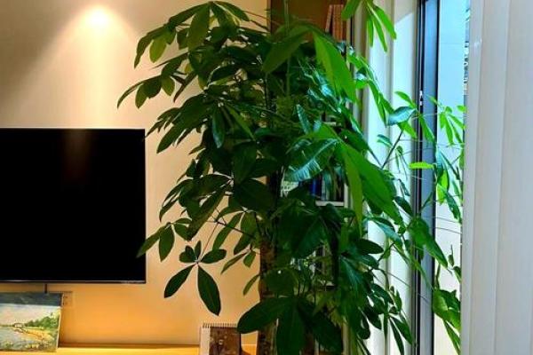 家居阳台风水知识 适合放在阳台的几种招财物 家居阳台风水知识 适合放在阳台的几种招财物