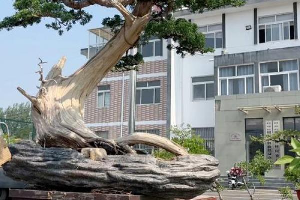 风水学说_北京故宫御花园种了好多柏树 风水学说_北京故宫御花园种了好多柏树