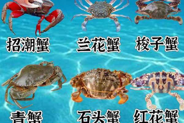 十二星座最适合哪种螃蟹 十二星座最适合哪种螃蟹