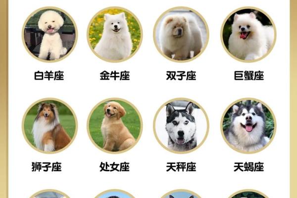 什么星座最适合养什么样的狗狗