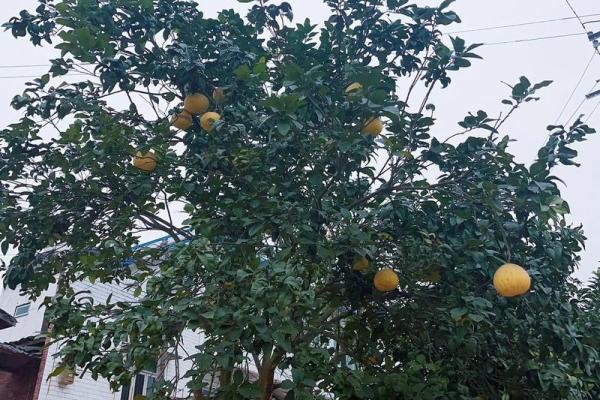 房子屋顶能种柚子树吗风水