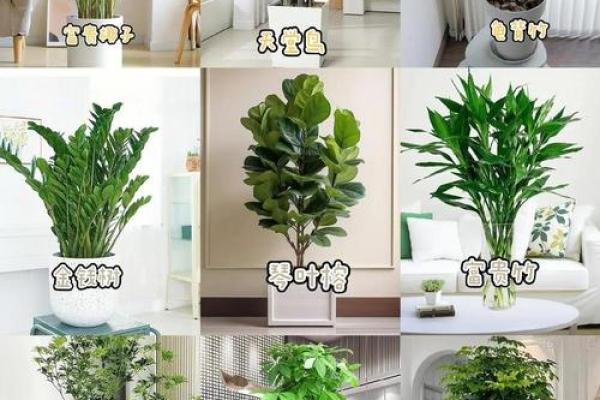 风水：客厅绝对不能摆放的东西