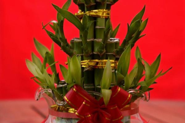 十二星座适合什么盆栽好看的花