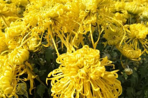 天后灵签陶渊明赏菊解签