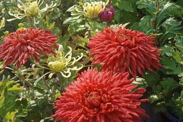 天后灵签陶渊明赏菊解签