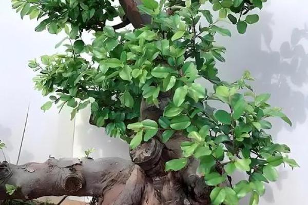 屋宅风水树 屋宅风水树