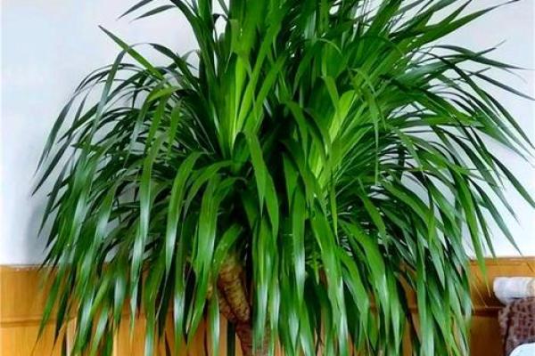 四大镇宅之树 镇宅植物风水 四大镇宅之树 镇宅植物风水