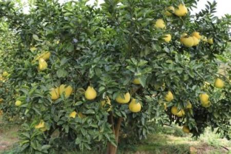 房子屋顶能种柚子树吗风水