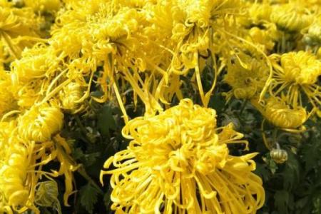 天后灵签陶渊明赏菊解签