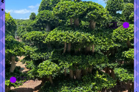 四大镇宅之树 镇宅植物风水