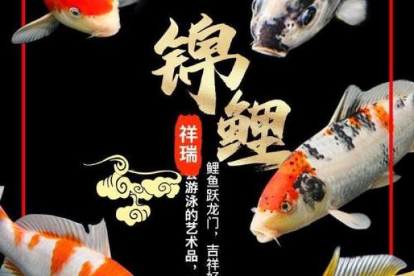 风水颜色_养鱼禁忌的颜色 风水颜色_养鱼禁忌的颜色