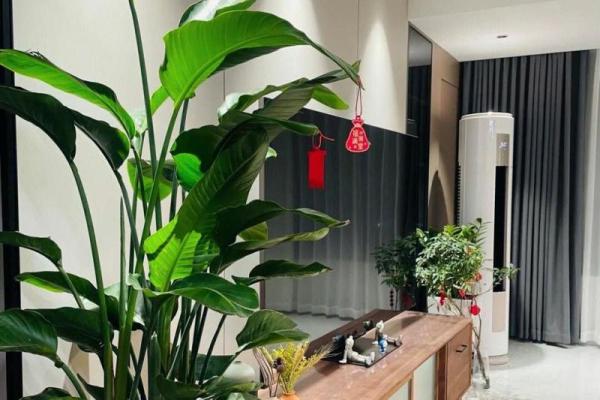 助运，家居风水如何摆放旺事业