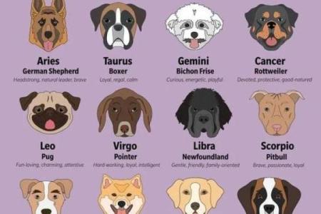 十二星座谁是最适合养的狗狗