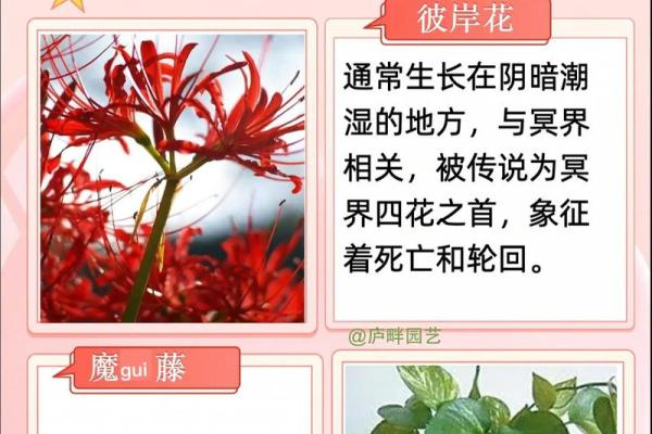 风水一年四季都不死的花都有哪些类型