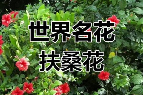 扶桑花与风水 扶桑花与风水有关吗