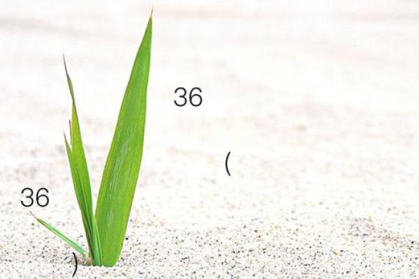 观音灵签83求子