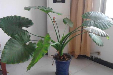 家里能养水观音吗吉凶如何