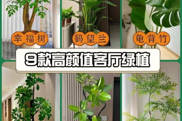 客厅植物摆放,风水摆放小常识 客厅植物摆放,风水摆放小常识