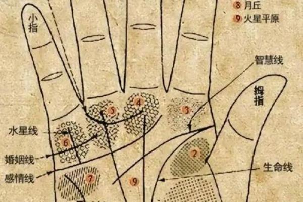 看手相算命图解：指纹