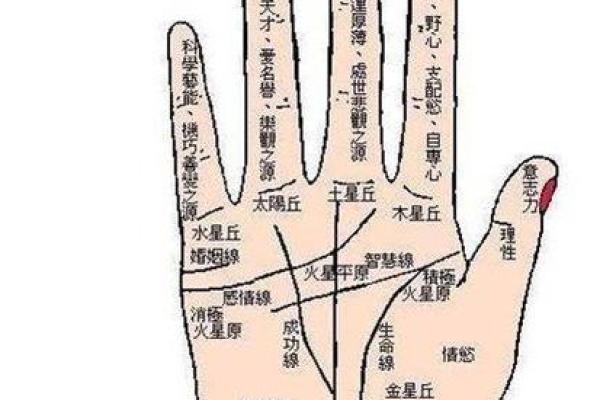 看手相算命图解：指纹